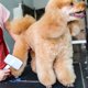 thumbnail image 3 of Pet Grooming Comb Pet Stainless Steel Grooming Tool Cat Dog Hair Brush, 3 of 4