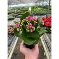 thumbnail image 6 of Kalanchoe Flowering Plant - Live Air-Purifying Indoor Plant in Nursery Pot – Easy Care, Low Maintenance Houseplant for Home & Office Decor, Natural Air Cleaner, Best for Beginners (4"Pot, Red), 6 of 8
