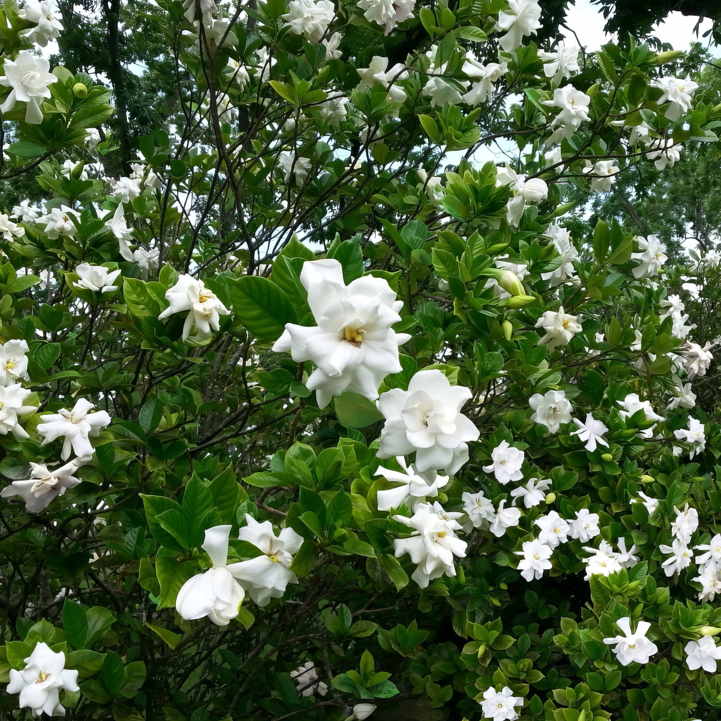 1 gal Gardenia 'August Beauty' Live Shrub with Partial Sunlight
