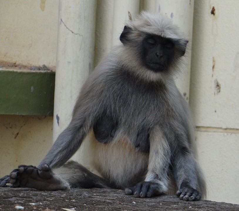 Meditating Meditation Monkey Animal Gray Langur12 Inch BY 18 Inch