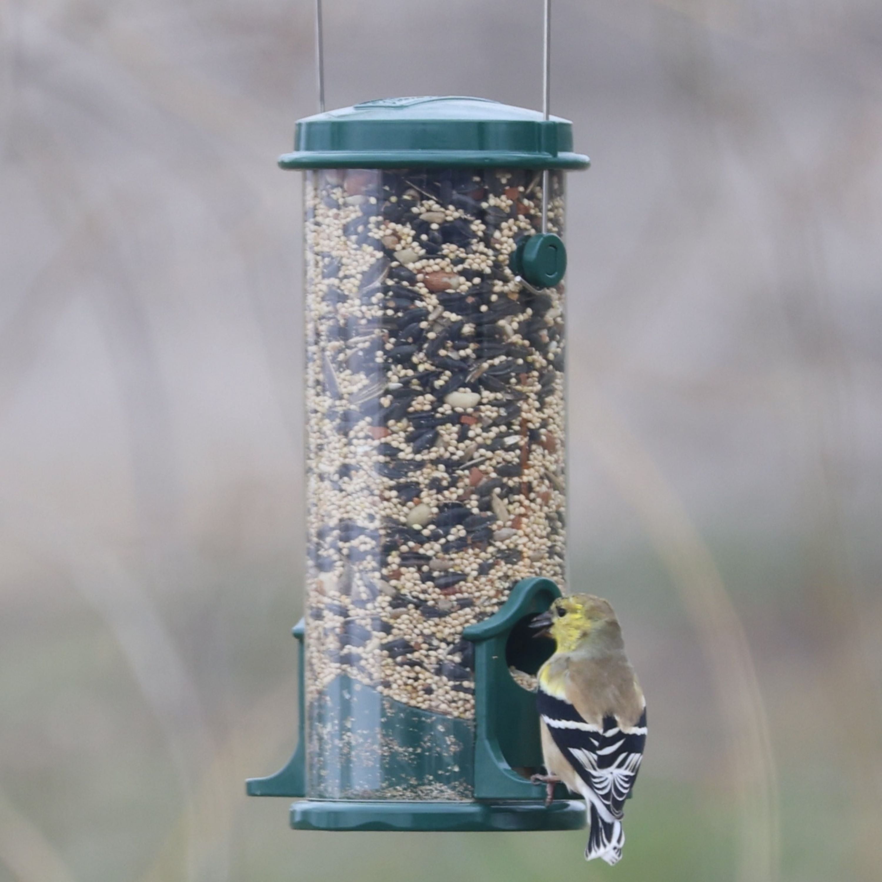 Backyards Essentials Tube Bird Feeder Petite Green Metal Finch Feeder, 4 Cup Capacity