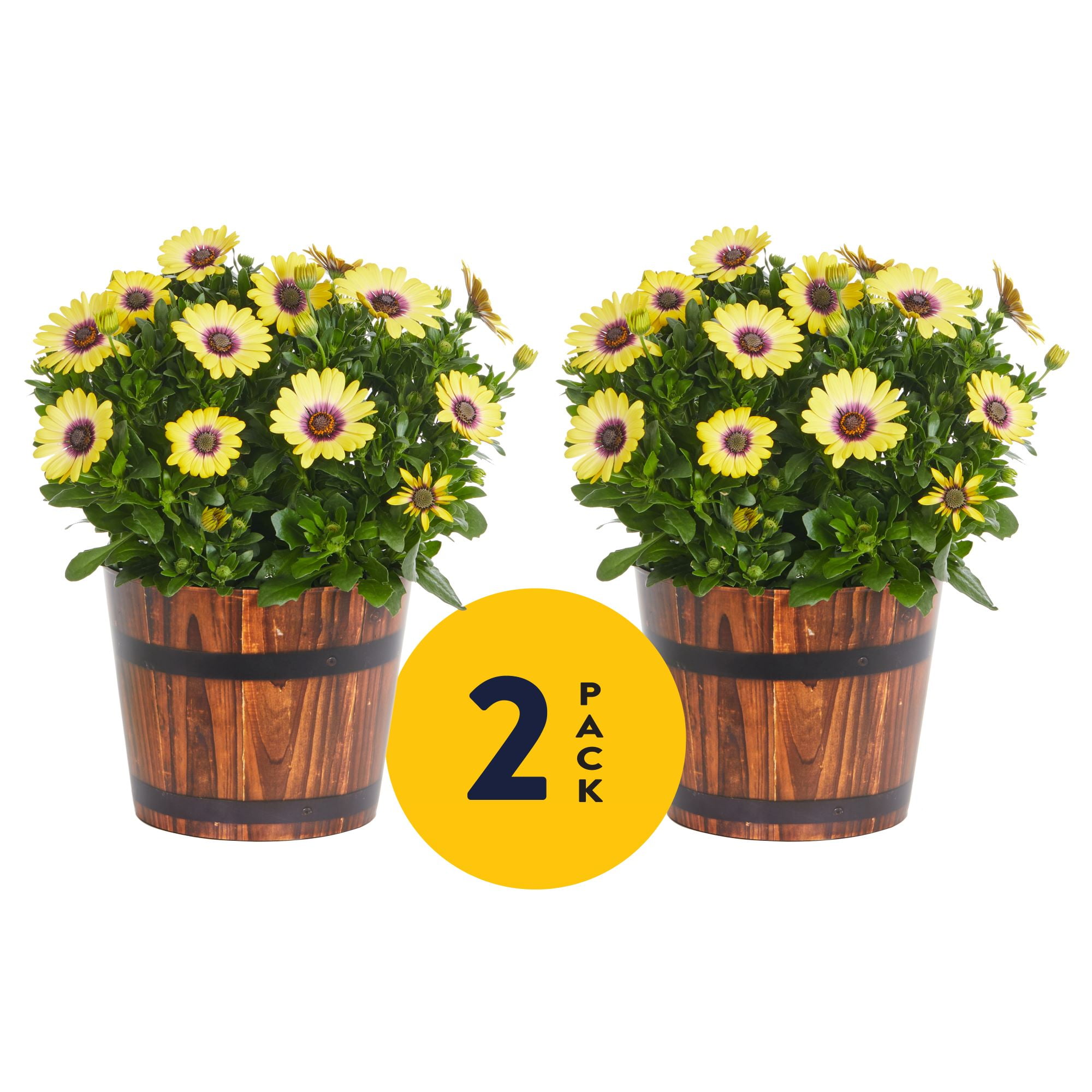 Metrolina Greenhouses Live Osteospermum Annual Plant, 2