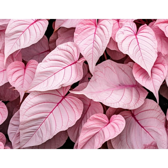 CZ Grain Pinky Swear Caladium Plant Bulbs (6 Count), Fast Grower