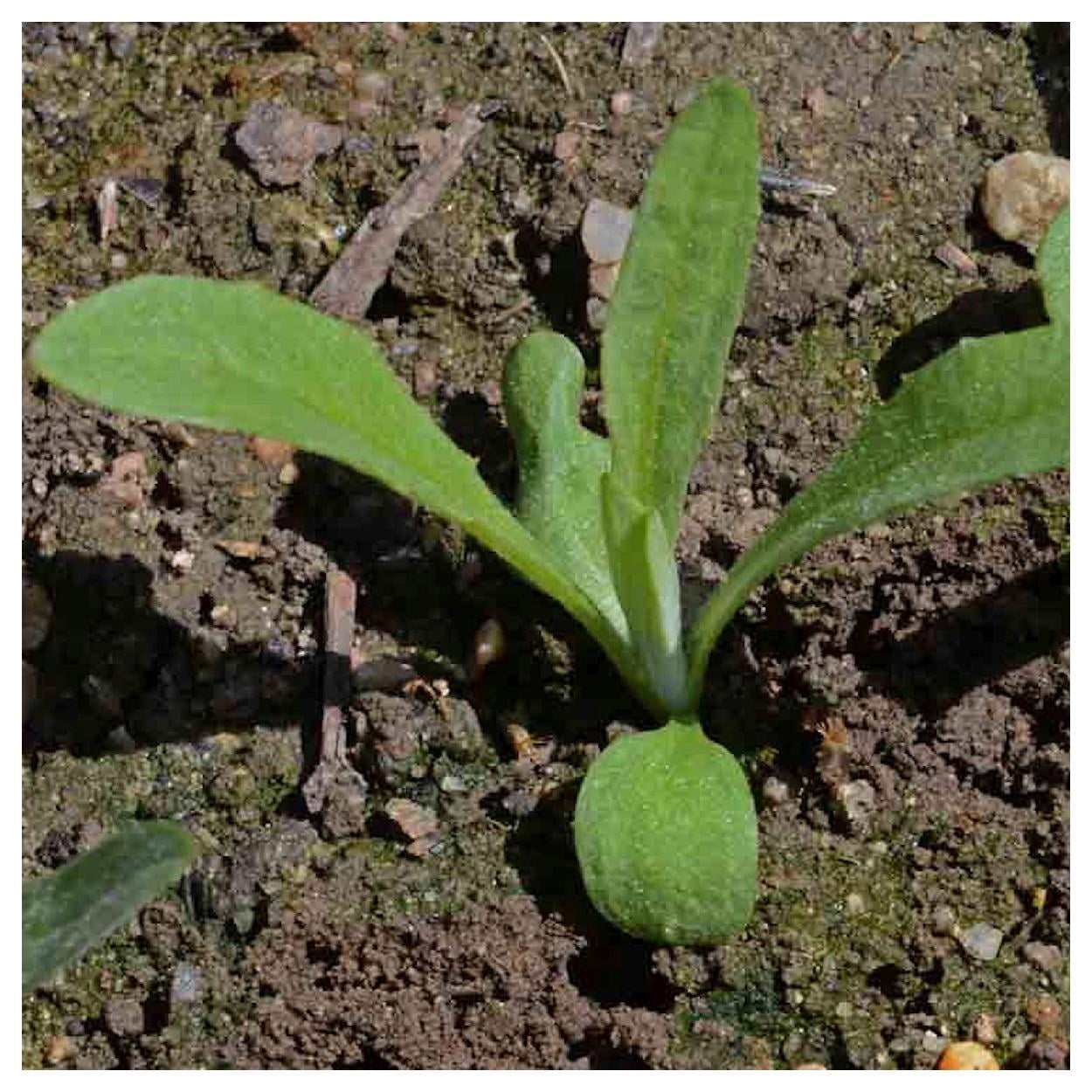 Everwilde Farms - 1 lb Tall White Bachelor Button Cornflower Garden Flower Seeds - Gold Vault Bulk Seed Packet