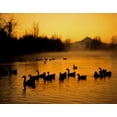 thumbnail image 2 of Terrill, Steve 14x12 White Modern Wood Framed Museum Art Print Titled - OR, Portland Waterfowl in Columbia Slough,, 2 of 4