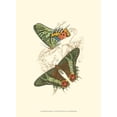 thumbnail image 2 of Jardine, Sir William 11x14 Gold Ornate Wood Framed with Double Matting Museum Art Print Titled - Jardine Butterflies IV, 2 of 4