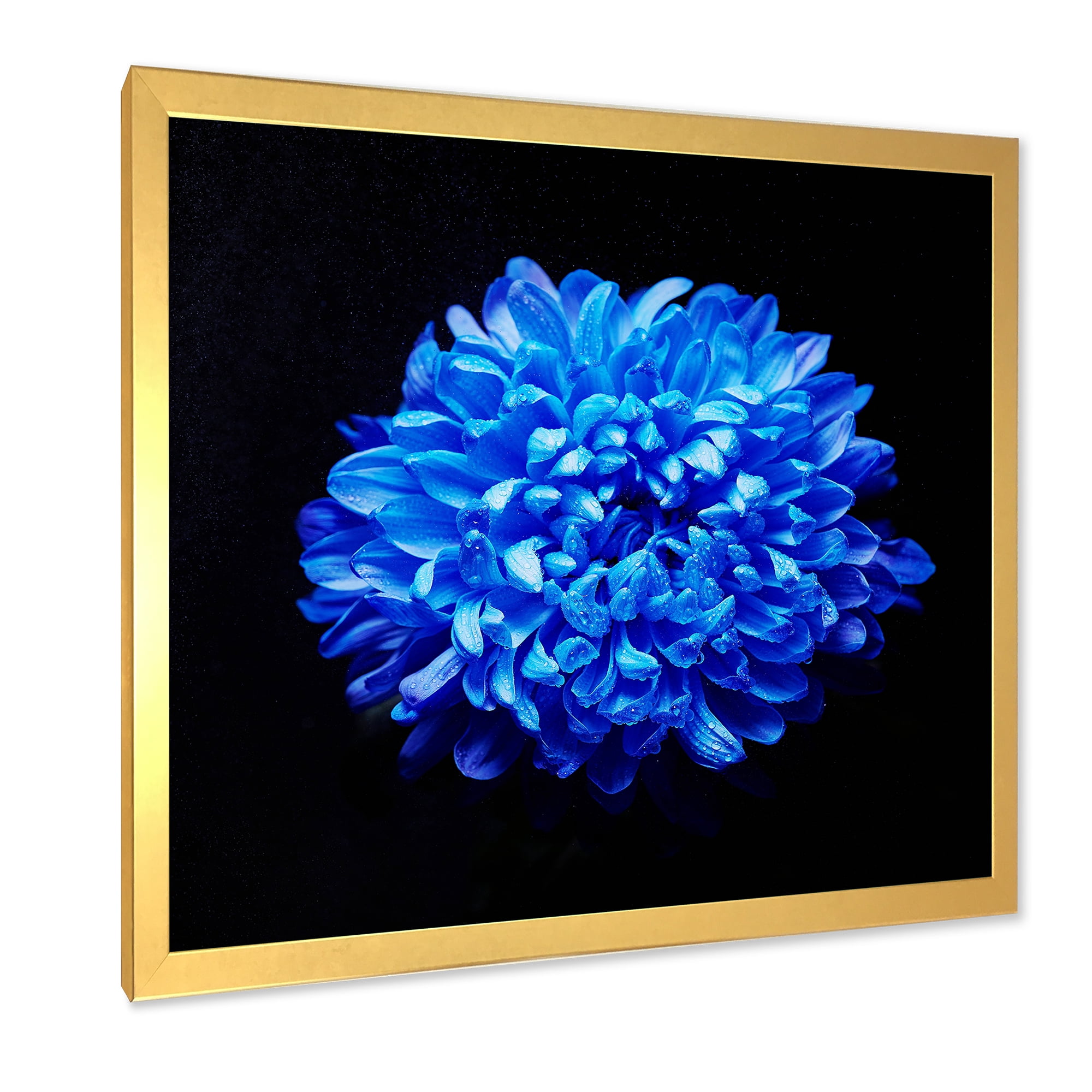 Designart 'Dew Drops on Blue Aster ' Traditional Framed Art Print