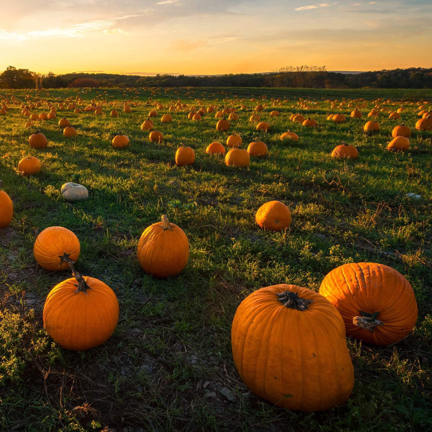 Fall Festival Long-Lasting Scented Jar Candle (18 oz)