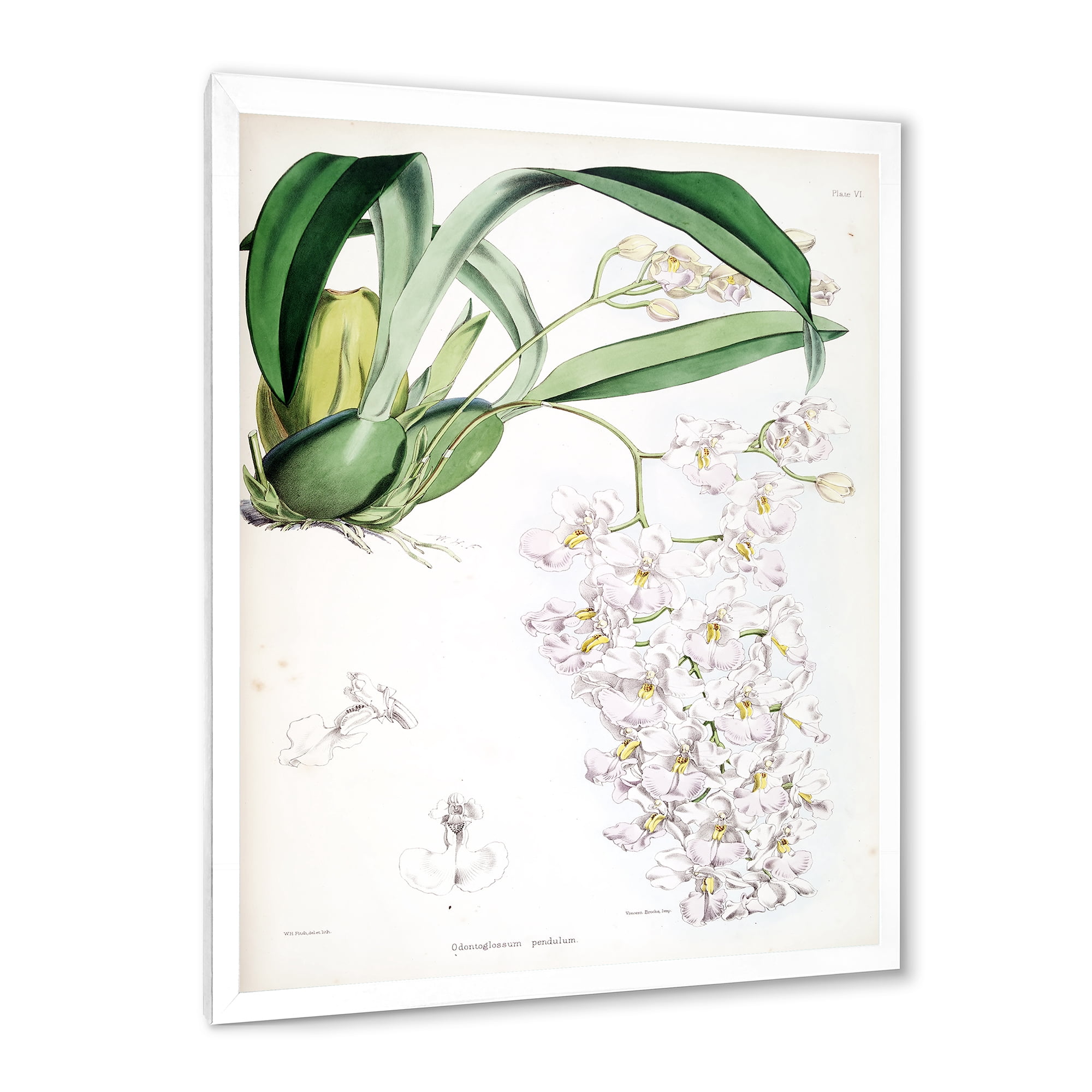 Designart 'Ancient White Orchid II' Traditional Framed Art Print