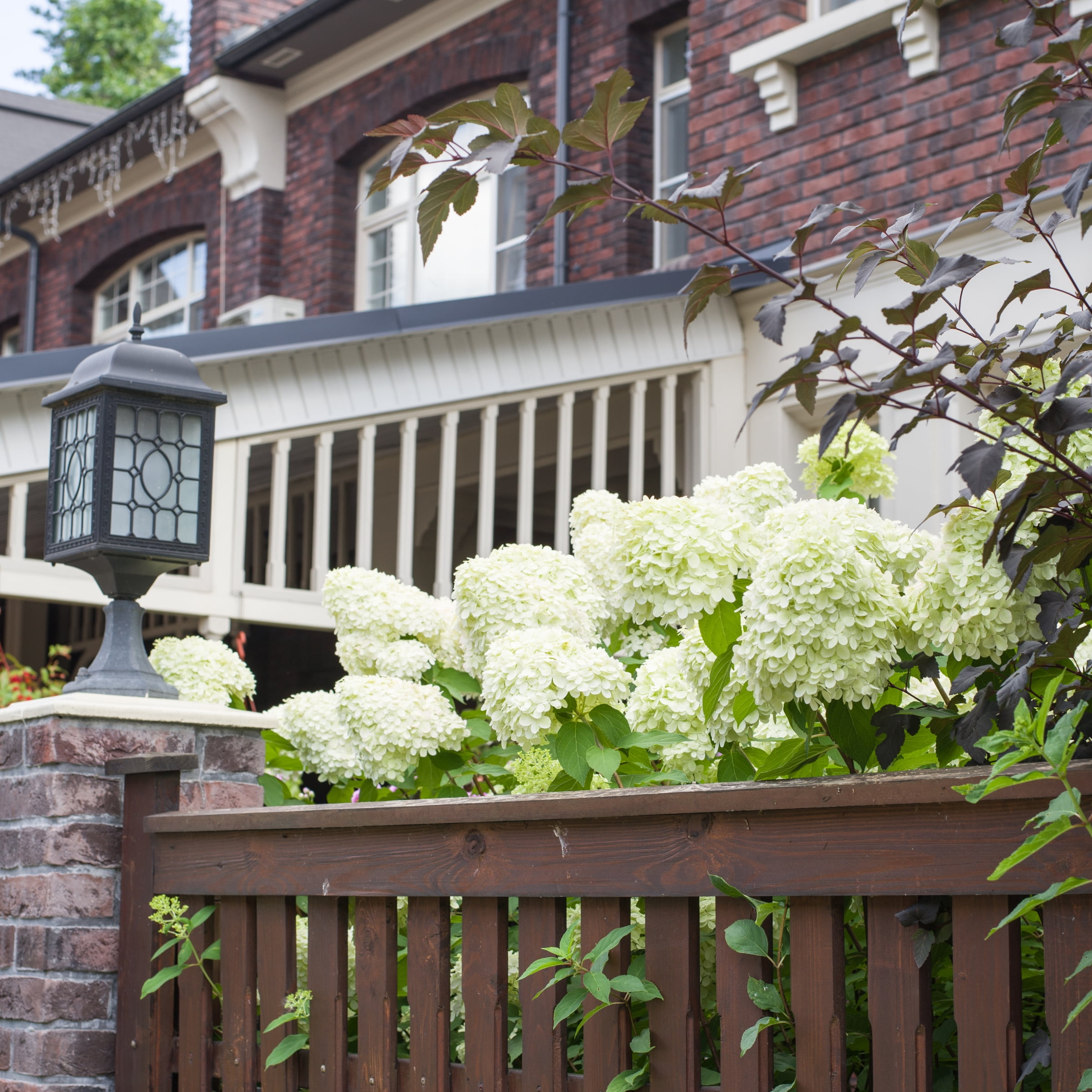 1 gal. Hydrangea Little Lotte Shrub with White Flowers
