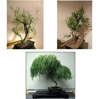 Weeping Willow Tree Cuttings to Plant - Fast Growing Trees - Beautiful  Arching Canopy - Popular asBonsai (2 Weeping Willows)
