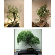 Bonsai Willow Tree Bundle - 1 Each of Dwarf Weeping, Globe Willow, Black Willow Tree Cuttings - Large Thick Trunks - Live Indoor Outdoor Bonsai Trees