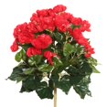thumbnail image 1 of Buisson Floral Bégonia Rouge - 15.25 Po., 1 of 1