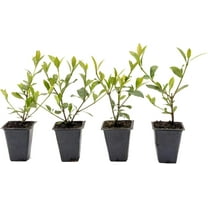 4 White Gardenia Shrubs | Live Plants in 2.5-inch Nursery Cubes | Jasminoides ‘Veitchii’ Variety | Fragrant Long-Lasting Evergreen Foliage | White Floral Shrubs for Home and Garden Landscaping