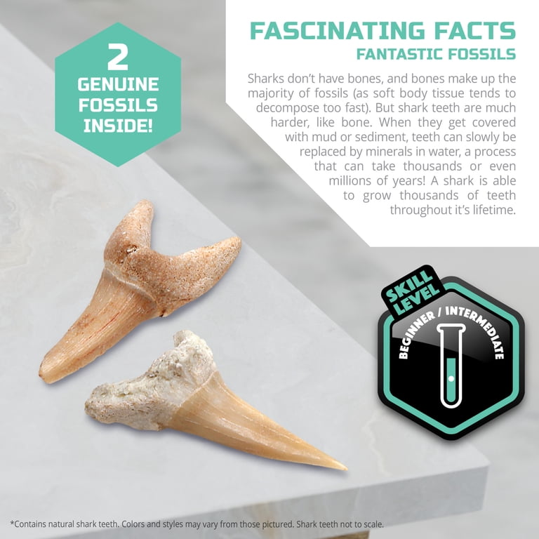 Fossil Sorting Kit - 2 Lb Bag With 120+ Real Fossils, Includes Identification Guide