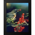thumbnail image 2 of Fitzharris, Tim 15x18 Black Modern Framed Museum Art Print Titled - American Robin with Mountain Ash Berries, 2 of 5