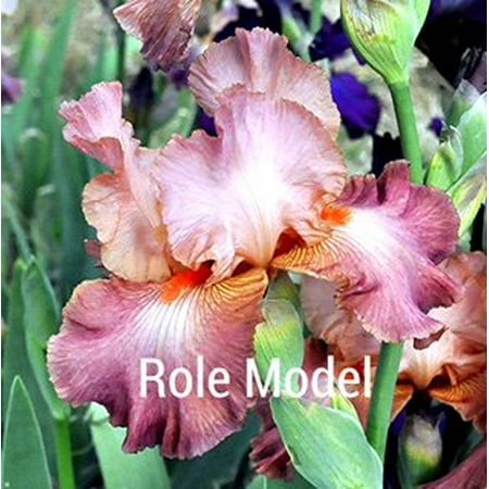 - 1988 McWhirter - Role Model - Tall Bearded Iris Rhizome (1 Rhizome)
