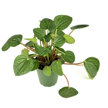 Peperomia Rana Verde Live Plants in 4” Pot, Air Purifying