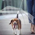 thumbnail image 3 of Pet Umbrella with Leash for Pet Dog(for Small and Medium-Sized Dogs), 3 of 4