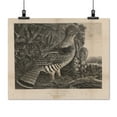 thumbnail image 2 of Print: American Pheasant, 1832, 2 of 4