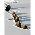 thumbnail image 2 of Peaco, Jim 12x14 Gold Ornate Wood Framed with Double Matting Museum Art Print Titled - Bison near Tower Junction, Yellowstone National Park, 2 of 4