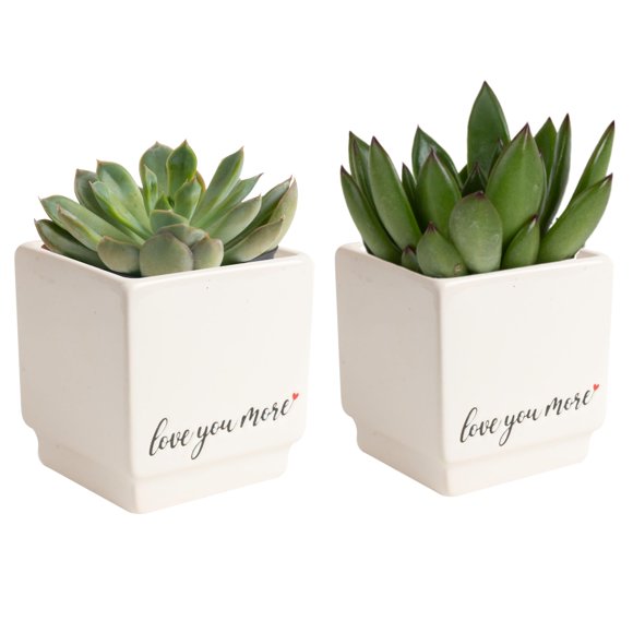 Costa Farms Mini Live Succulents, Echeveria Houseplant, Beautiful Live Indoor Plants in Cute Décor Stone Planter Pots, Great Gift for Perfect Room Décor, 4-Inches Tall (2-Pack)