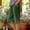 *Army Green#, variant on Women’s Elastic High Waist Split Linen Cotton Hem Bermuda Shorts,Casual Loose Fit Shorts with Pockets Red,Women's Plus L