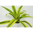 thumbnail image 2 of Dracaena Deremensis 'Lemon Surprise' - 4" Pot - Live House Plant, 2 of 4