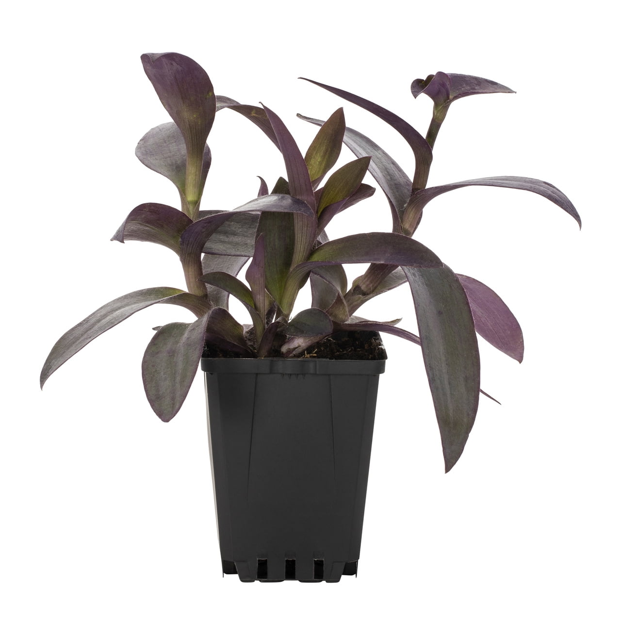 Expert Gardener 1PT Green Setcreasea Live Annual Plant Sun 6-Pack