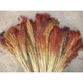 thumbnail image 5 of TomorrowSeeds - Rainbow Colors Broom Corn Seeds - 375+ Count - For 2026 Planting Sorghum Bicolor, 5 of 11