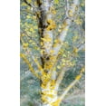 thumbnail image 2 of Gulin, Sylvia 16x24 White Modern Wood Framed Museum Art Print Titled - USA-Washington State-Bellevue birch trees with golden fall colors, 2 of 4