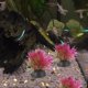 thumbnail image 1 of HONMEET 20Ud Planta Plástica Rosa Para Decorar Peceras Y Ambientes Subacuáticos, 1 of 6