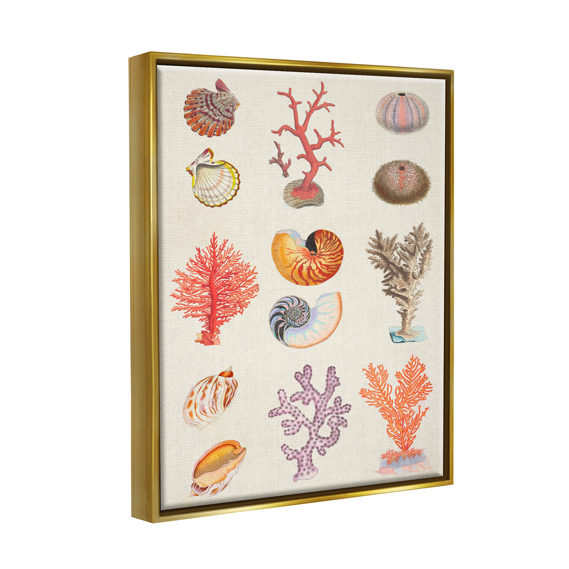 Stupell Industries Various Sea Life Nautical Latin Study Graphic Art Metallic Gold Floating Framed Canvas Print Wall Art, Design by Vision Studio