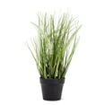 thumbnail image 1 of Herbe à Plumes en Pot Plante, 1 of 2