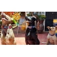 thumbnail image 4 of Collar para perro, PERSONALIZADO Chaparrömm Brothers Collar ST, 4 of 11