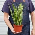 thumbnail image 5 of Snake Plant Laurentii, 5 of 13