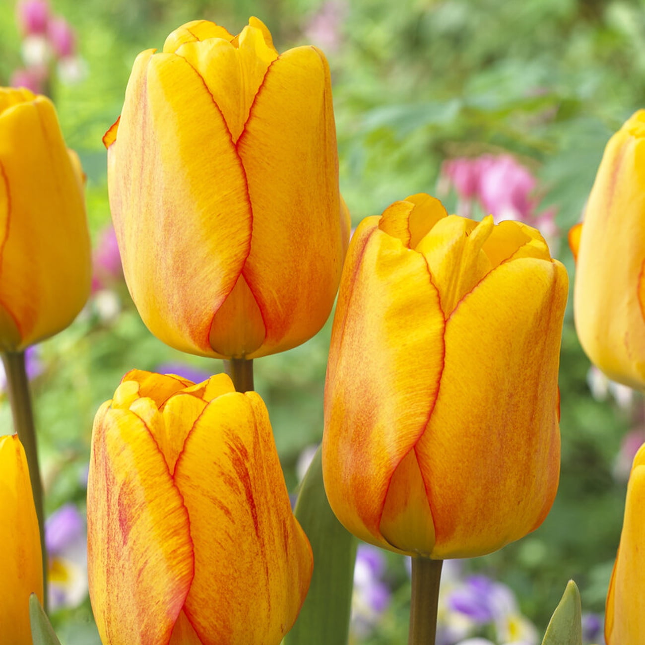 Amaryllisページ 70652.jpg?fit=crop&quality=80&