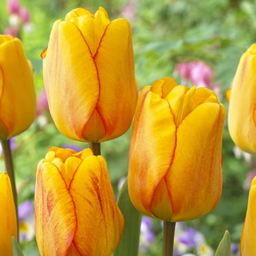Van Zyverden Tulips Blushing Apeldoorn Set of 12 Bulbs, Multicolor, Partial Sun, Perennial