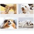 thumbnail image 5 of Dog Comb with Open Knot, Hair Removal Comb for Dogs and Cats, Grooming Tool for Long Curly Hair for Pet Black, 5 of 7
