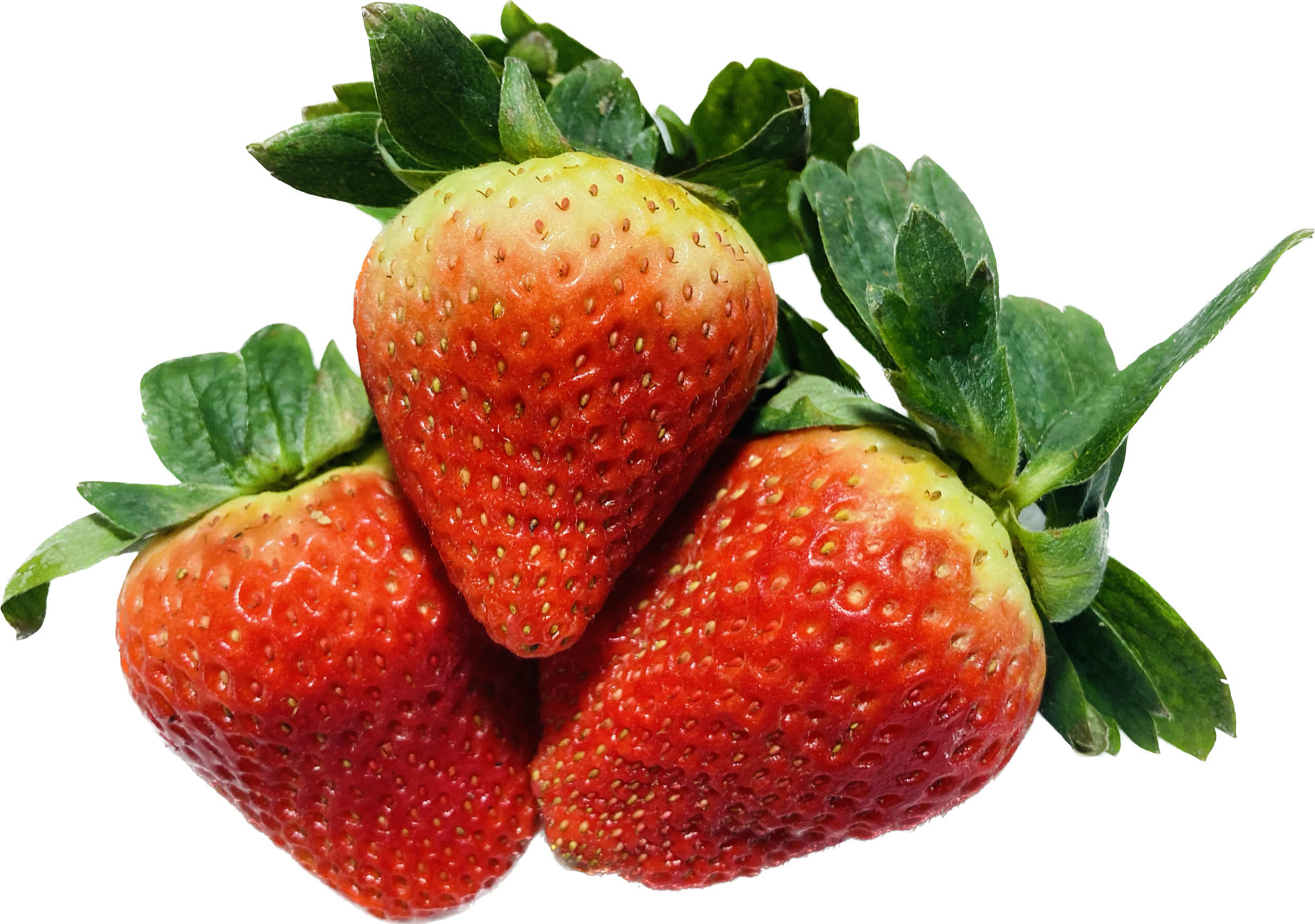 Freeze Dried Organic Strawberry