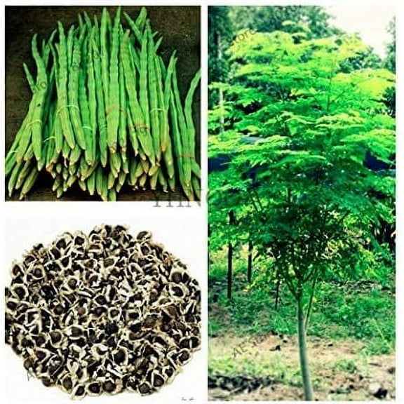 25 Seeds of The Tree of Life - The Moringa Tree - Superfood, Easy to Grow, Fast Growing Tree with Edible Leaves, Stems, Seeds