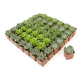 thumbnail image 2 of Altman Plants Bulk Succulent Plants 50-Pack - Live Succulents - DIY Decor - Full Sun - 2 in Pots, 2 of 8