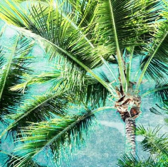 Wild Palm Canvas Art - Susan Bryant(24X24)