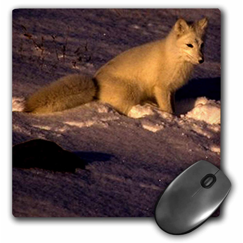 3dRose Arctic Fox, Mouse Pad, 8 by 8 inches