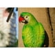 thumbnail image 3 of 20 tipos de figuras de loros grandes de resina, juguetes para niños y hogar. 38cm Verde, 3 of 8