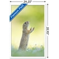 thumbnail image 3 of The Comedy Wildlife Photography Awards: Perdita Petzl - Conducting Wall Poster, 22.375" x 34" Framed, 3 of 5