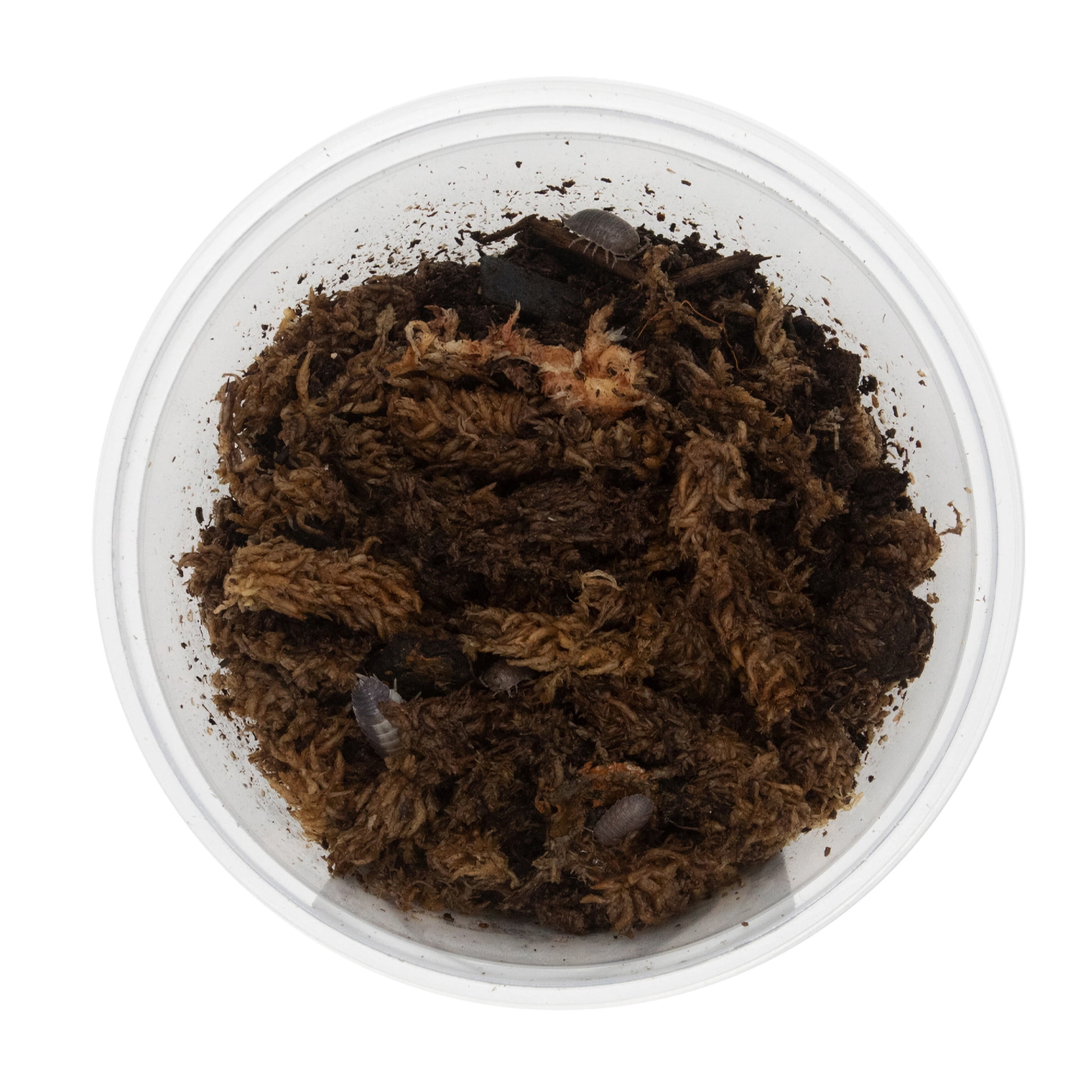 ReptiCulture Milkback Isopod 10 ct