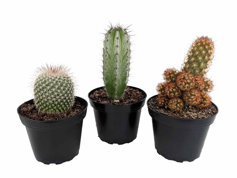 Instant Cactus Collection - 3 Plants - 4" Pots