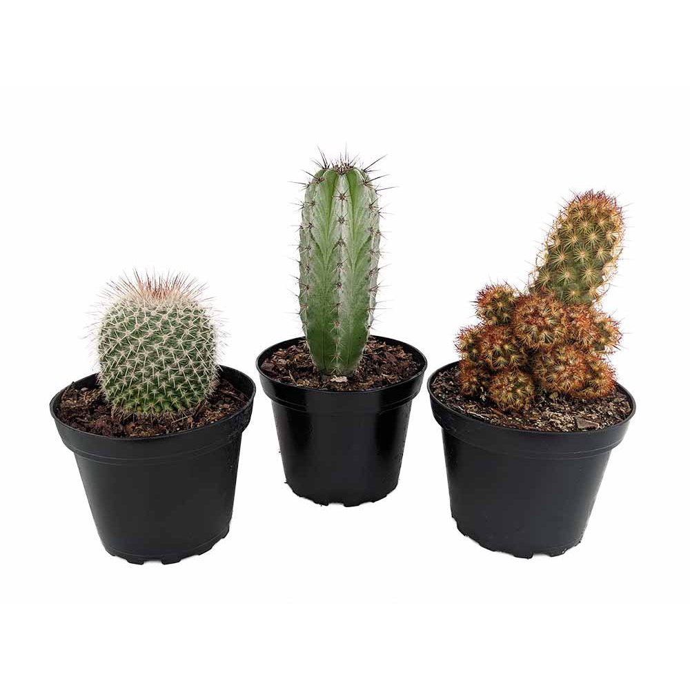 Instant Cactus Collection 3 Plants 4" Pots
