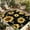 black, variant on Yellow Sunflowers Outdoor Rug for Patio/Deck/Porch, Non-Slip Large Area Rug 5 x 7 Ft, Summer Farmhouse Retro Beige Indoor Outdoor Rugs Washable Area Rugs, Reversible Camping Rug Carpet Runner